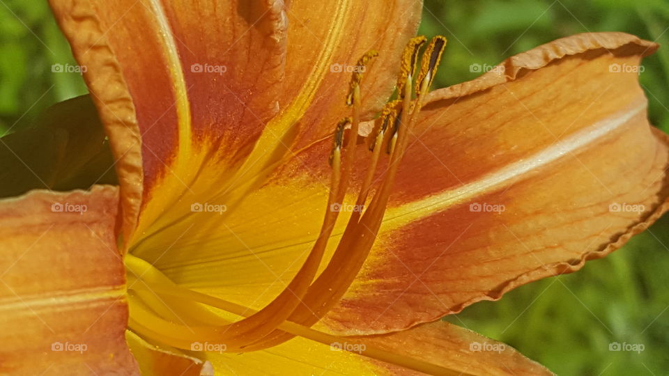 lily closeup