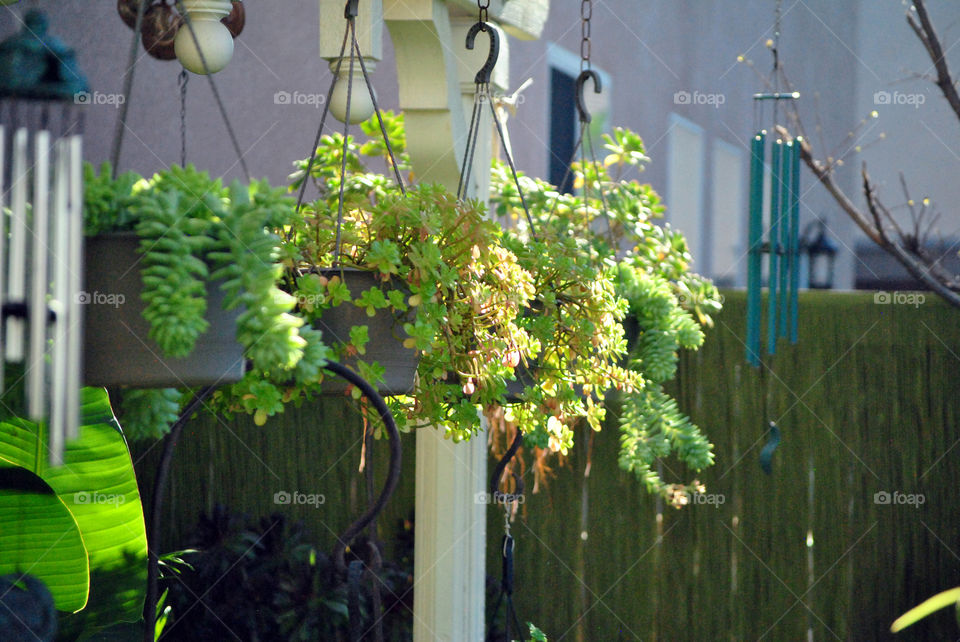 hanging succulent house plants