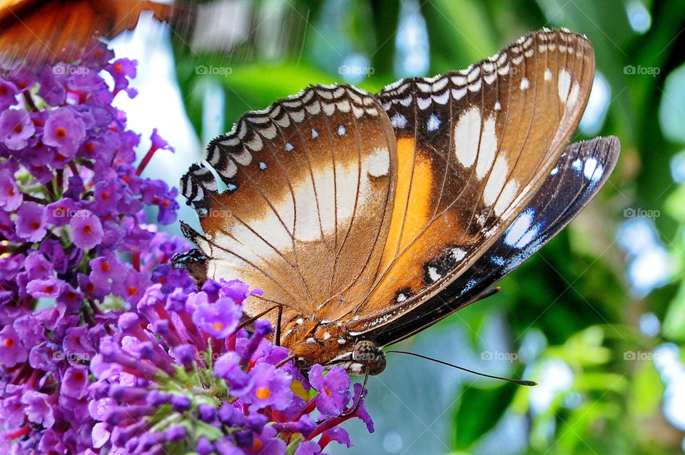 Varied Eggfly Butterfly.