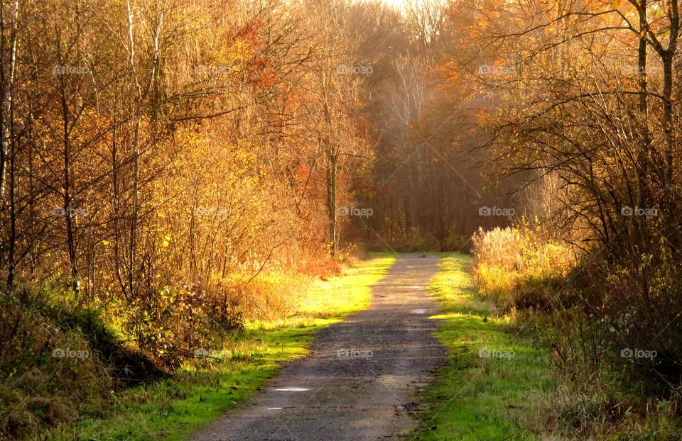 magical forest in Marchiennes North of France