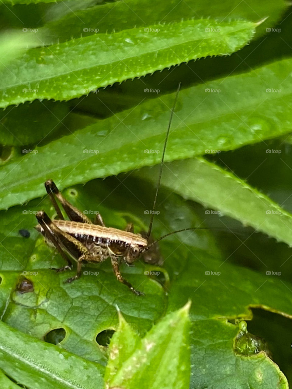 Grasshopper 