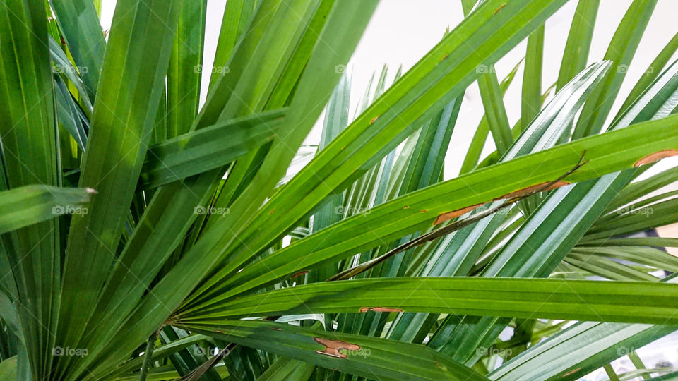 Green palm leaves in the tropics!!!