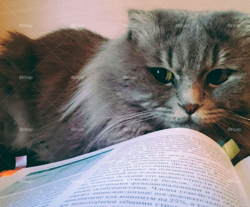 Study time with furry old friend!