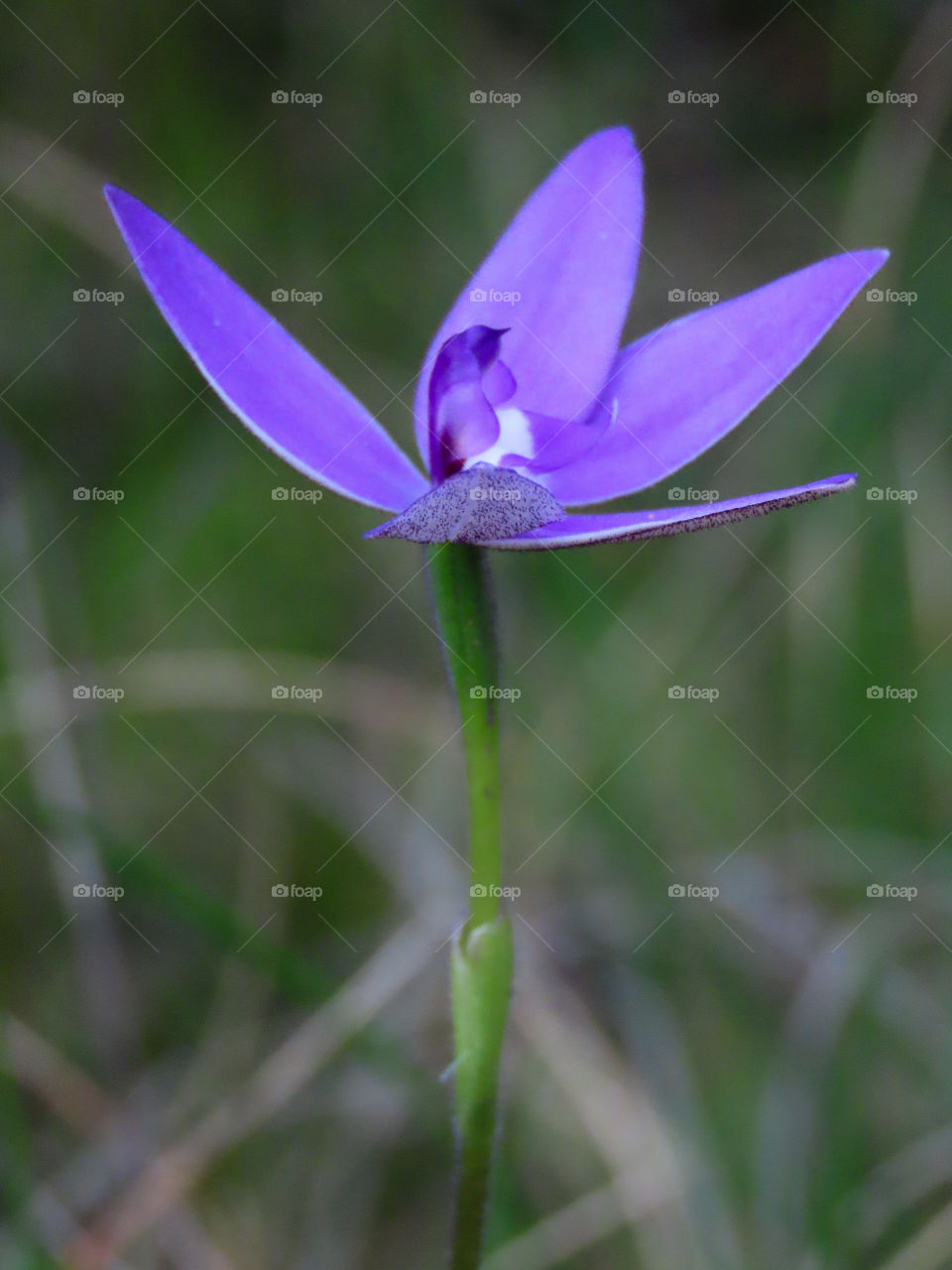 Flower in focus 
