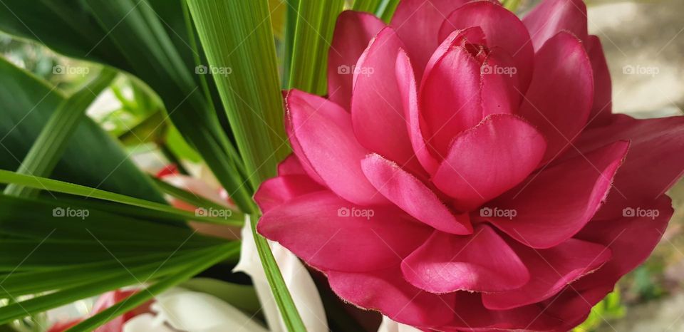 divine pink flower, beautiful and striking color, unavoidable beauty