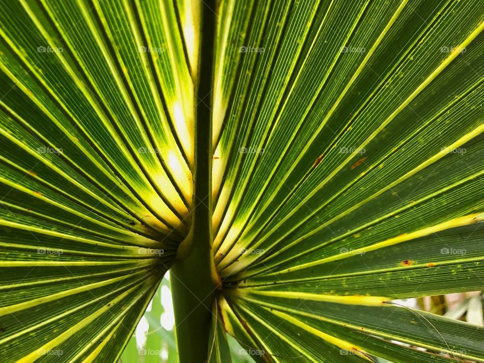 Golden sunshine behind a tropical palm frond.