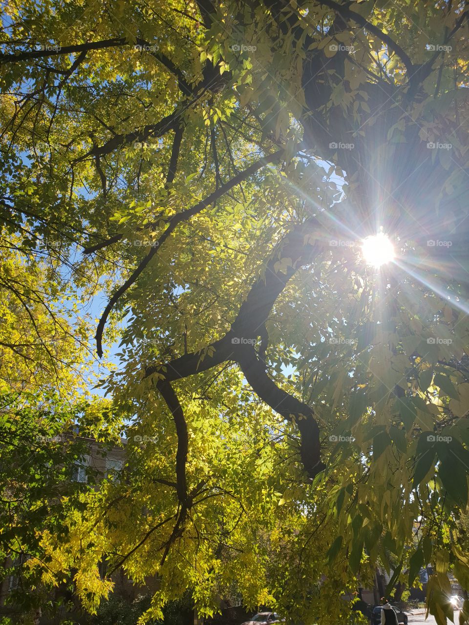 sun and branches