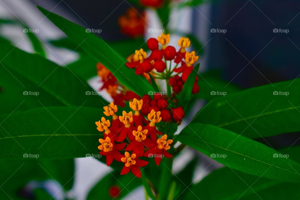 Baby red and yellow flowers