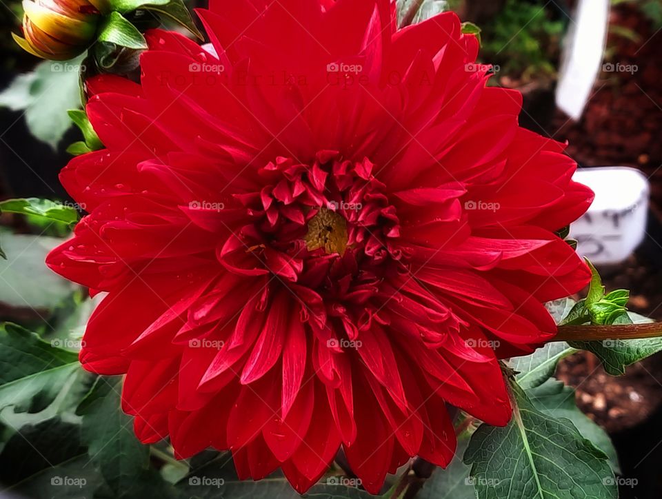Red flower,red,flower,floral,garden,gardening,leaf,leaves,green,plant,colorful,botany,blossom,blooming,nature,landscape,summer spring