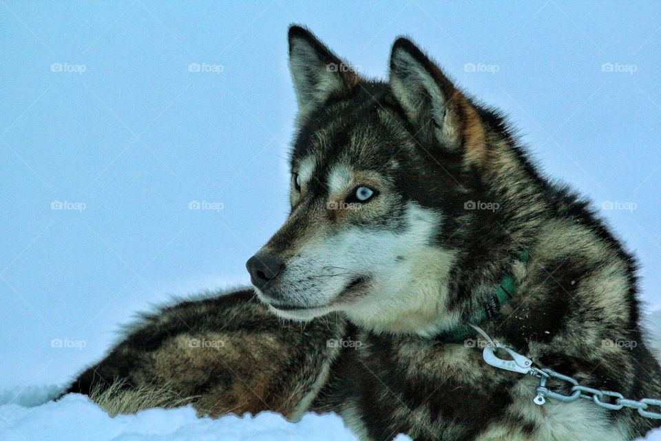 Huskies lying in the snow, Finland
