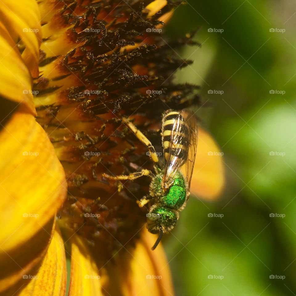 A bee in search of pollen