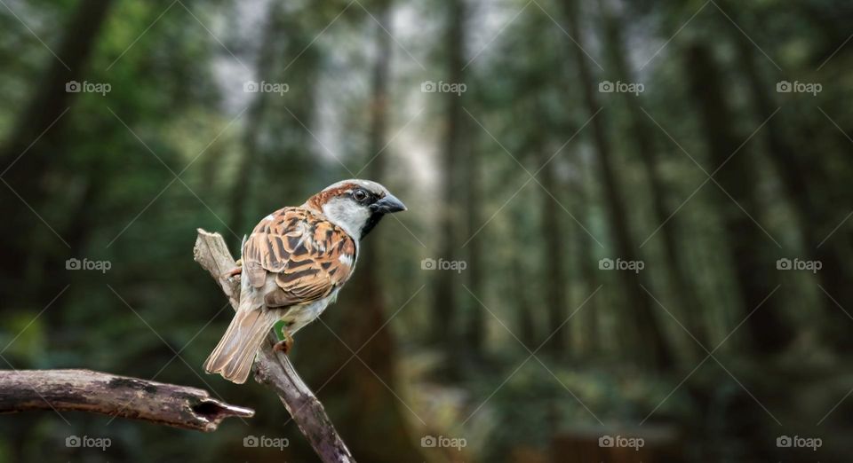 Beautiful and cute bird