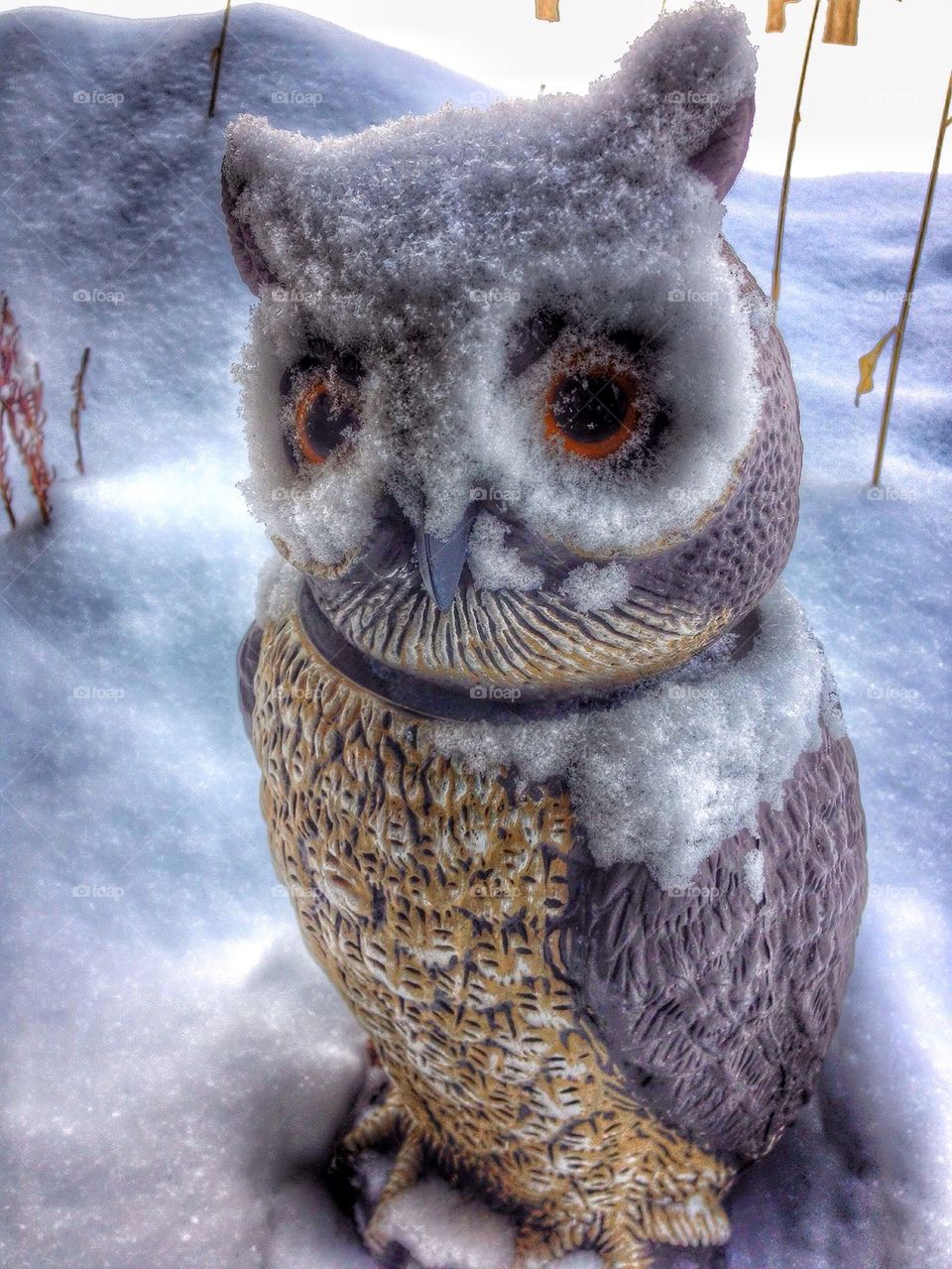 Snowy Owl