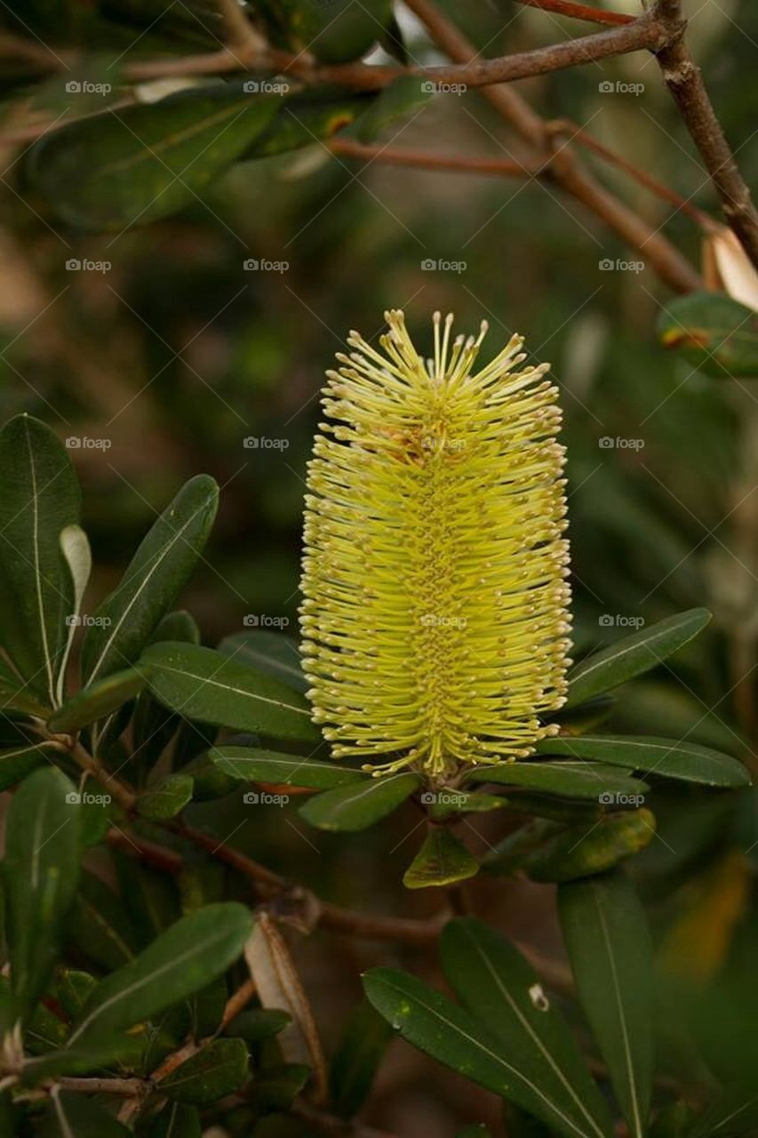 Bottle Brush