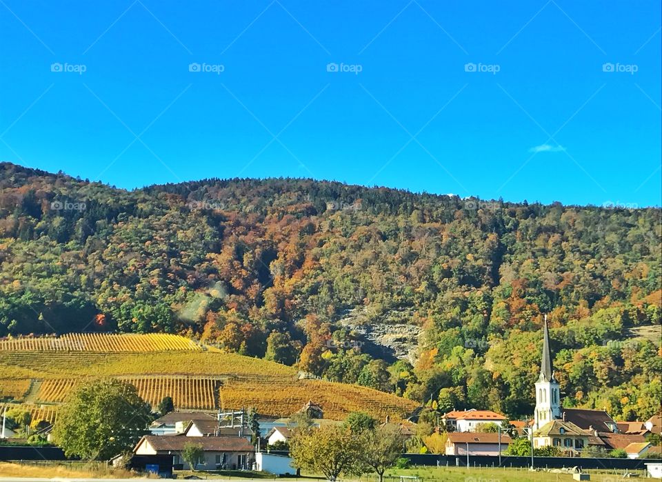 Trees on mountain in autumn season in Switzerland 
