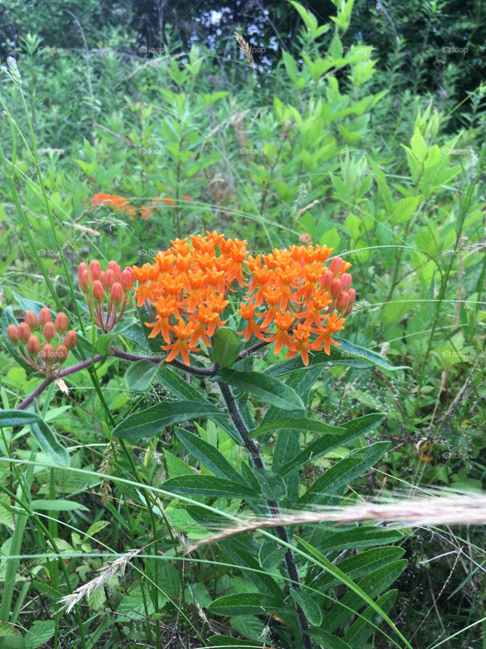 Butterflyweed in the brambles 