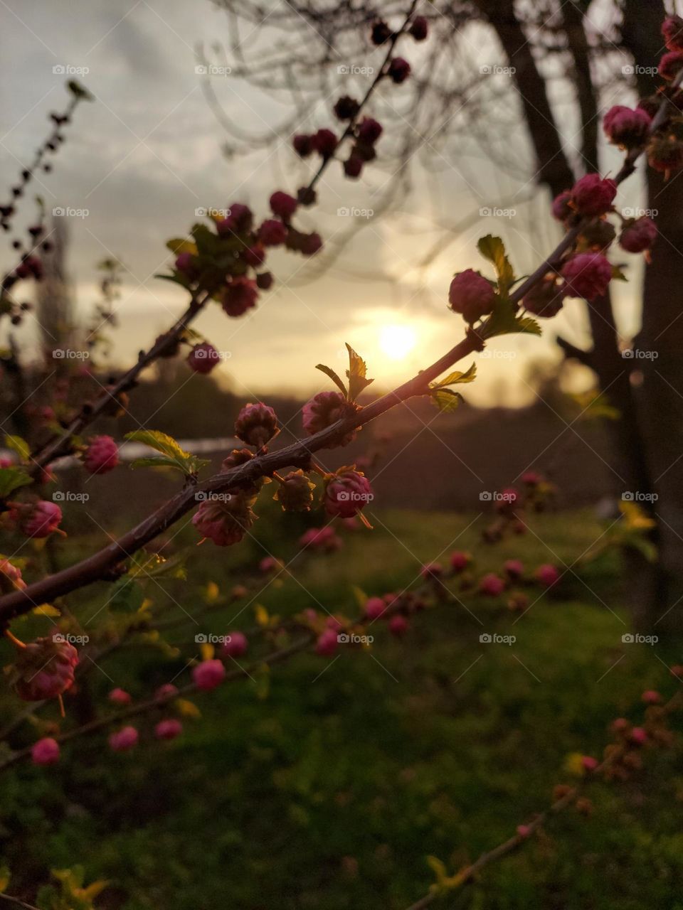 almonds at sunset