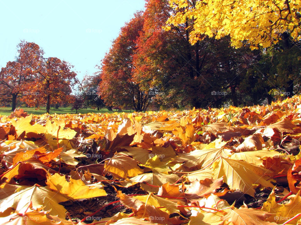 ground trees leaves autumn by landon