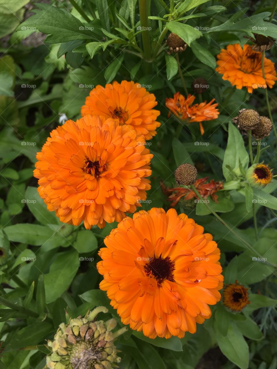 Orange flowers 