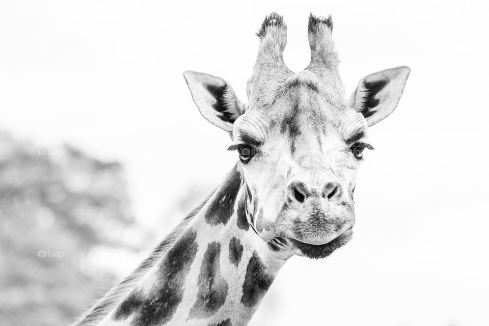 Portrait of a beautiful giraffe looking at the camera, shot in black and white 