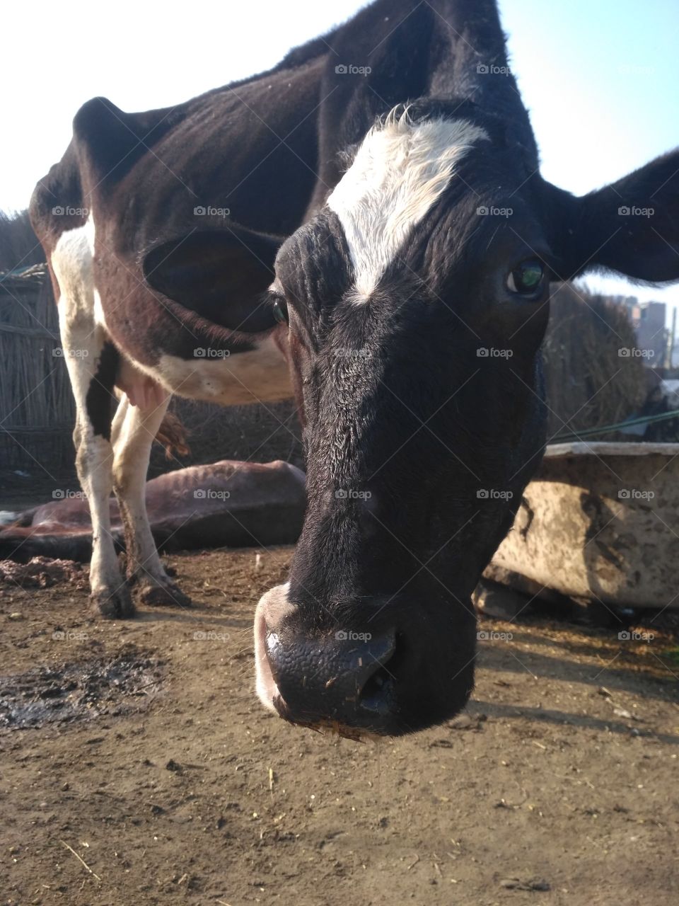 This is cow.