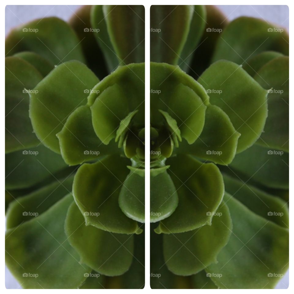 Symmetrical Succulent
