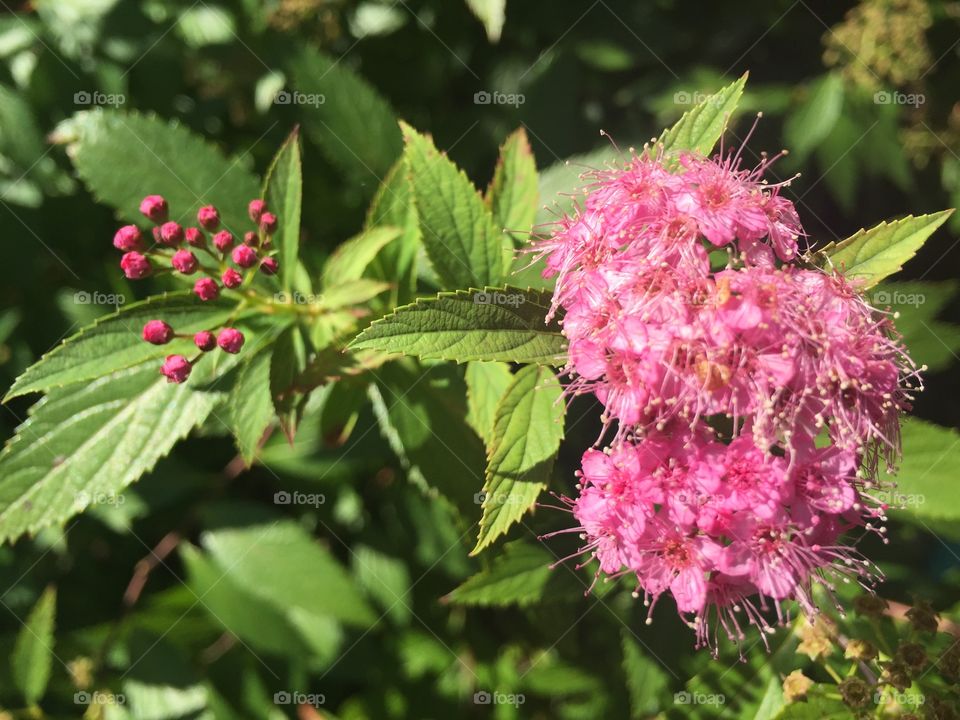 Fall flowers. Fall flowers