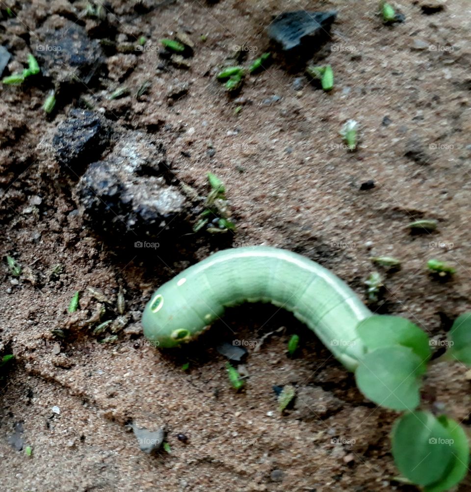 found a caterpillar in my garden.