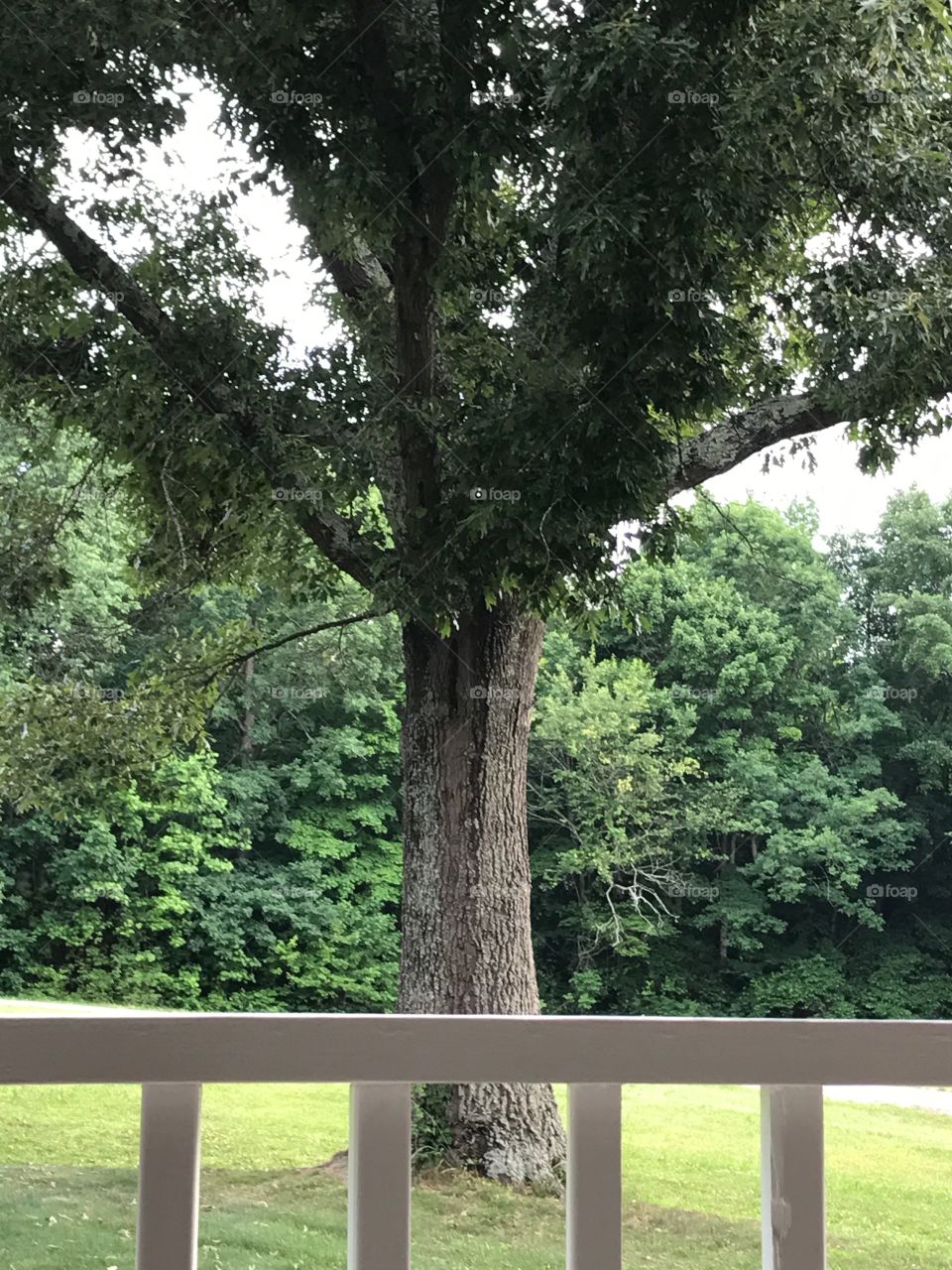 A tree in my uncle's front yard.