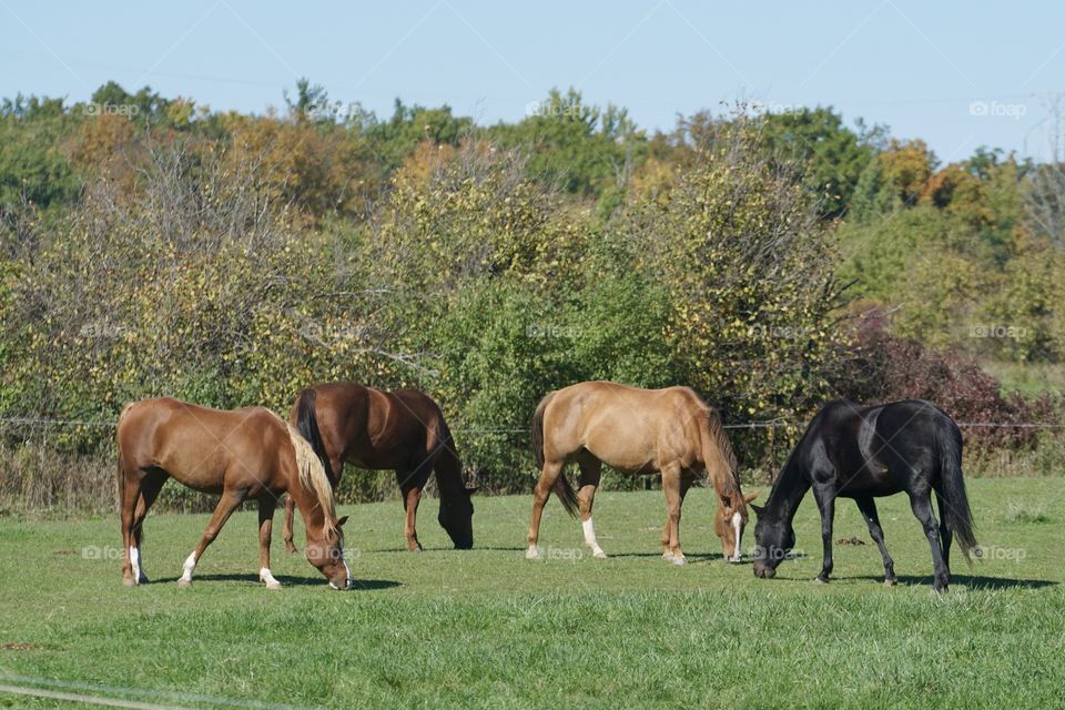 Horses