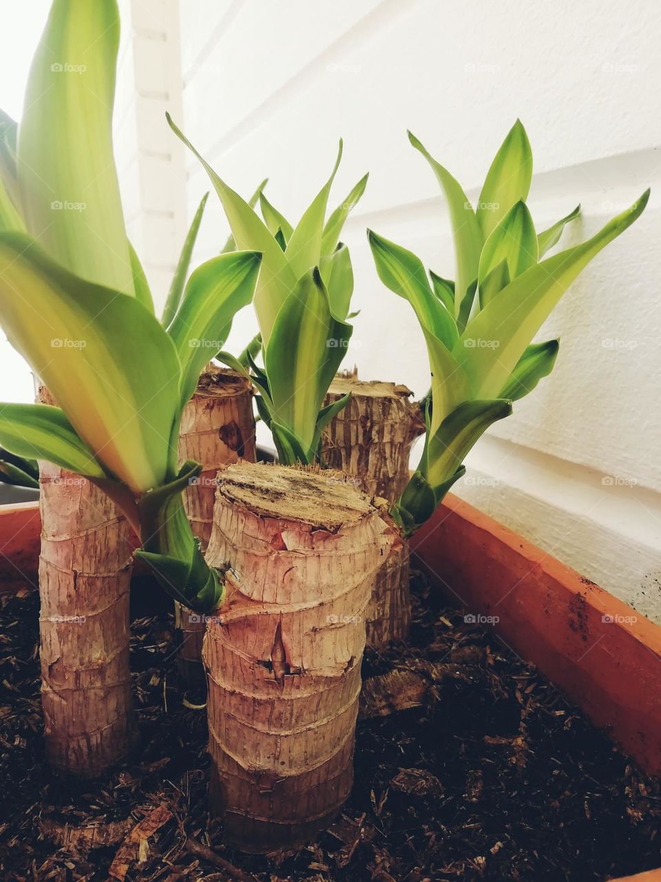 love also makes reborn