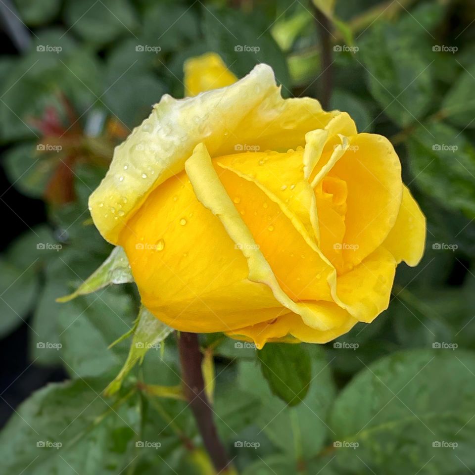 Yellow rose