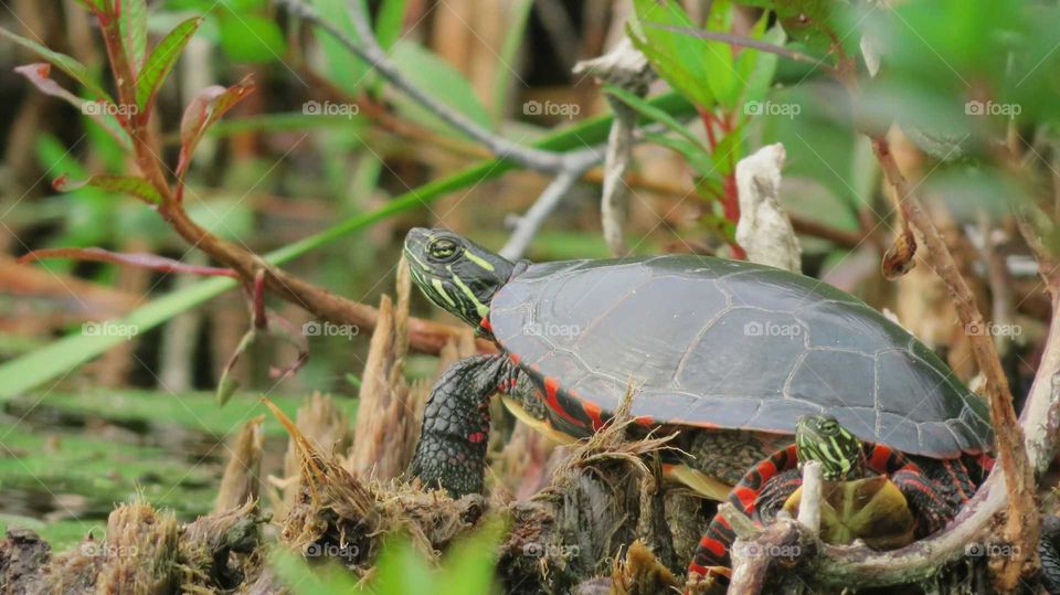 Painted Turtle with baby hiding in reeds