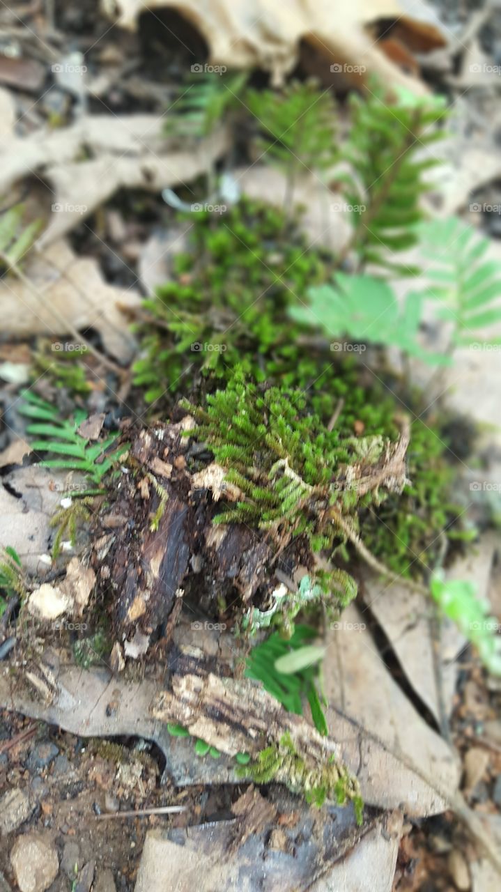 moss on the ground.