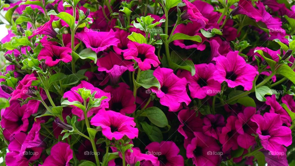 wonderful ... image🖼️
   Beautiful Flower🌼 Leaf🍁