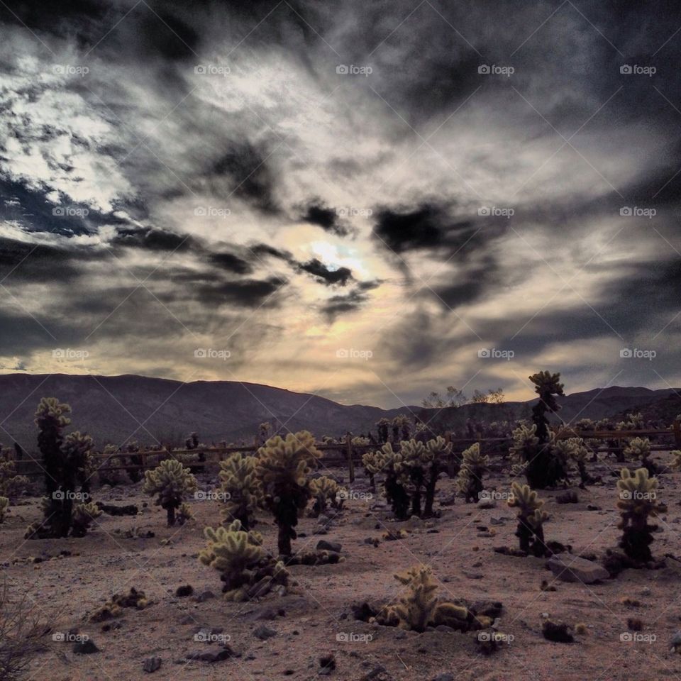 Joshua tree