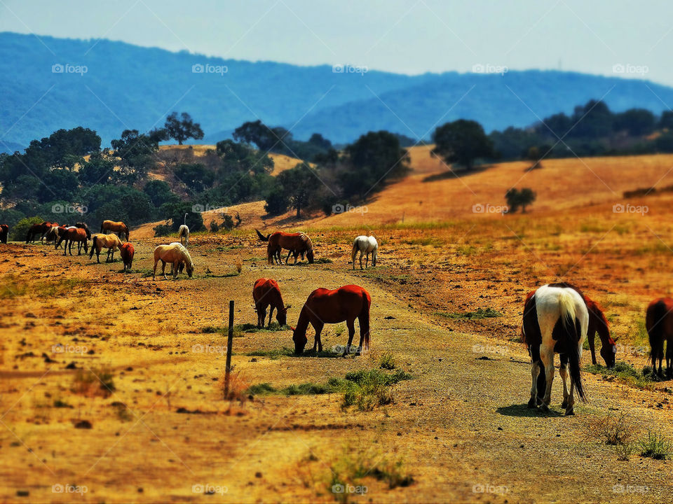 Horses grazing in a California field