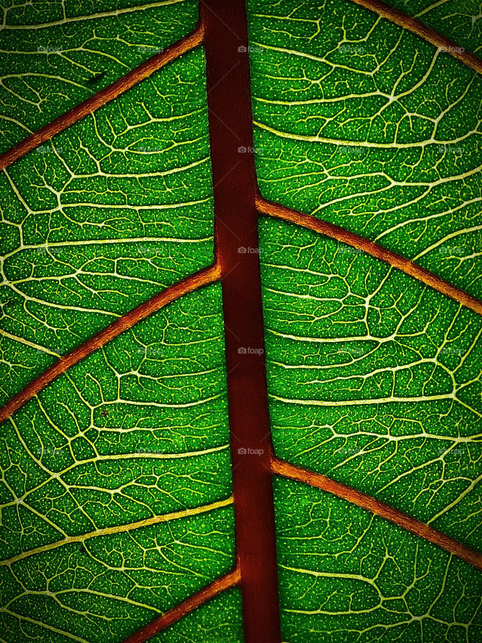 PORTRAIT of LEAF (GUAVA)