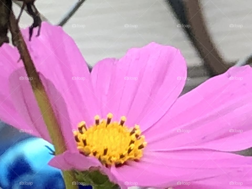 Pretty pink flower