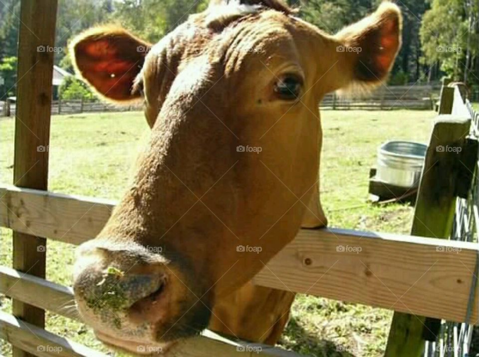Curious  Cow