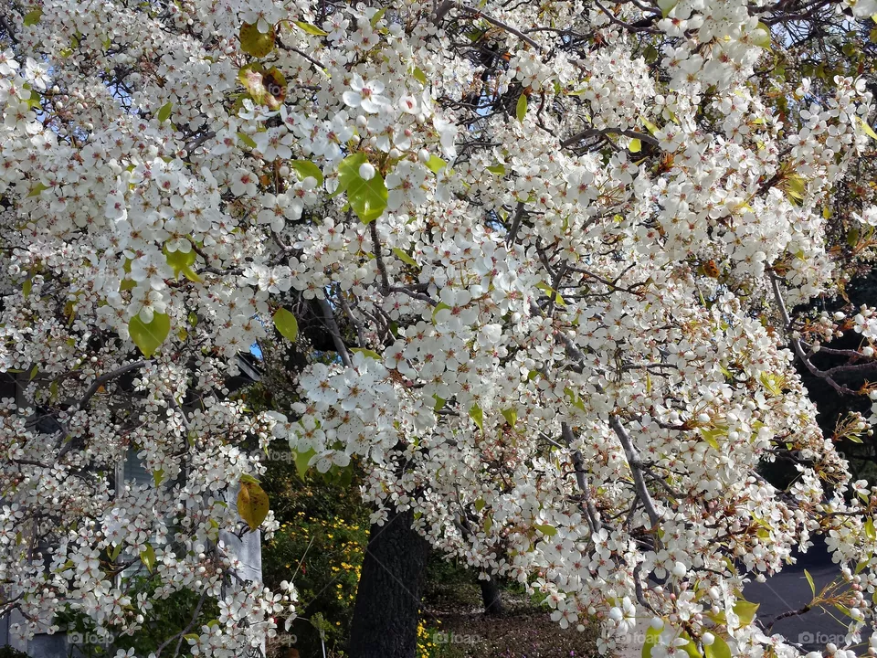 Blossom