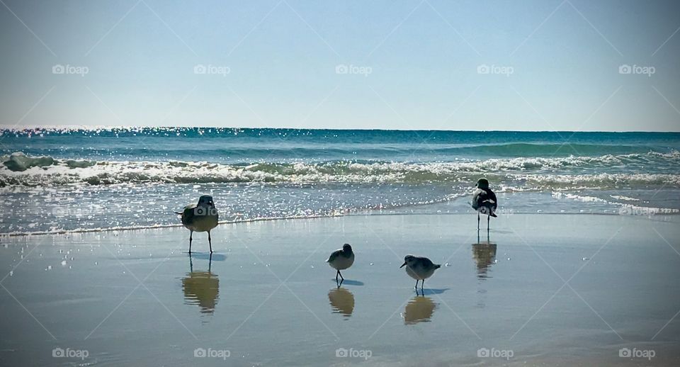 Birds enjoying the beach