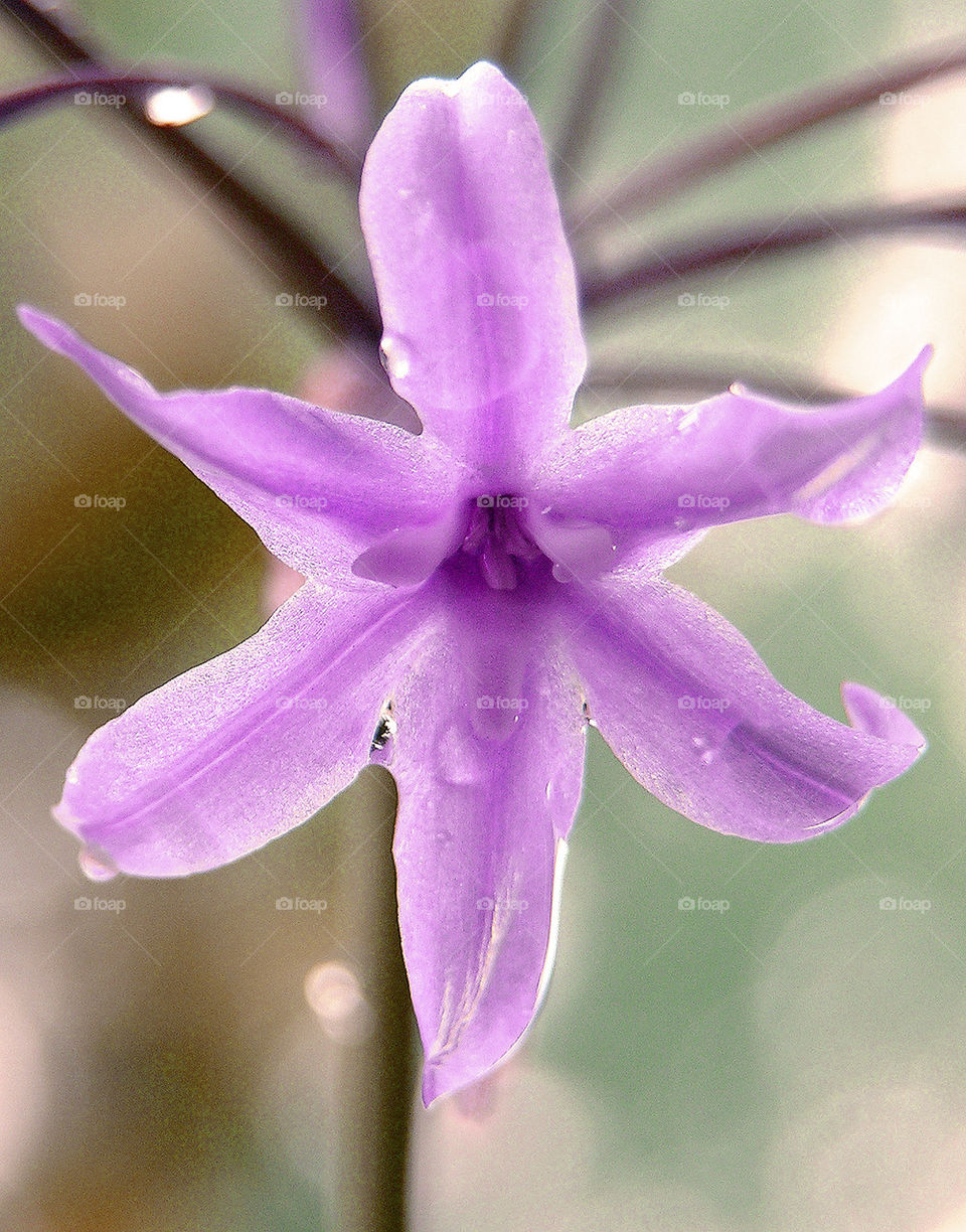 flowers macro photography garlic by probie15
