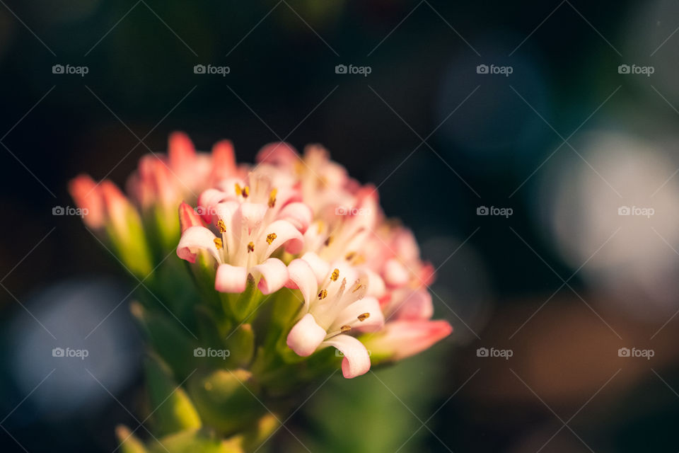 Beautiful macro photography of a flower that grows up on the top of a cactus with great colors 
