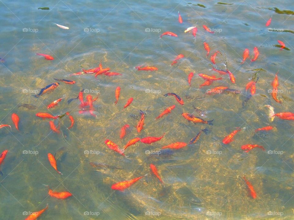 vivid goldfish