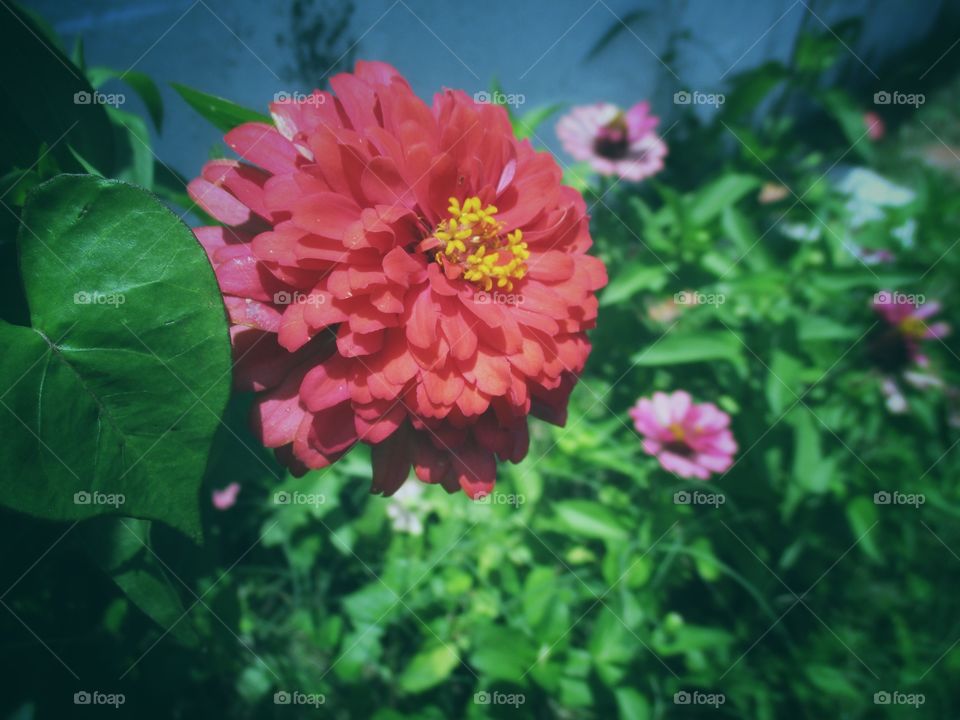 beautiful zinnia