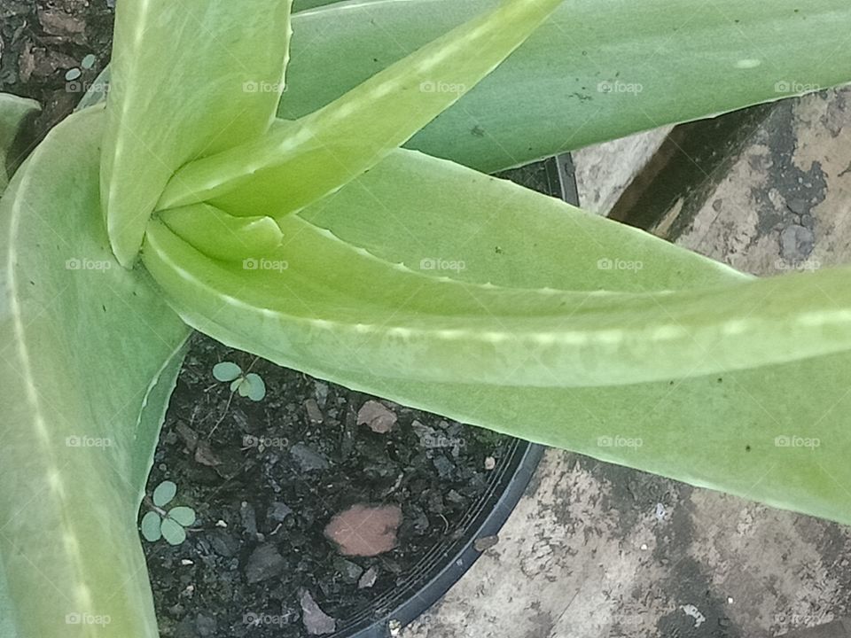 an aloe Vera plant up close