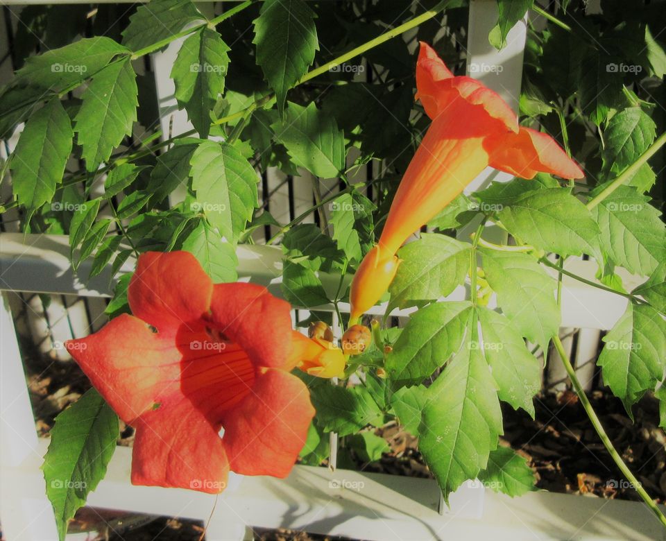 trumpet vine flower