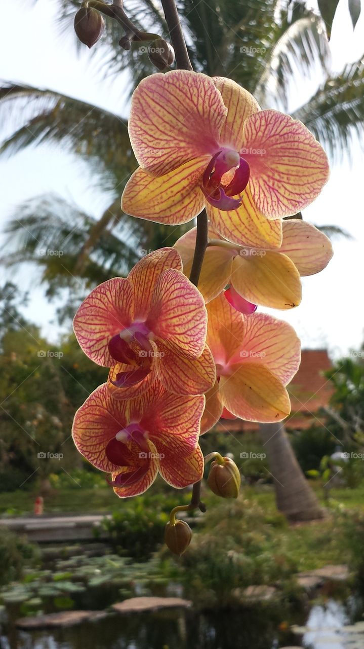 Hanging Orchid