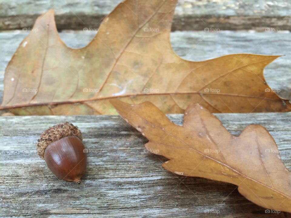 Oak leaf and acorn